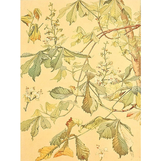 1900 - 1909 1900 Set of 2 Antique Botanical Lithographs- Chestnut Trees For Sale - Image 5 of 5