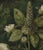 18" X 18" Original Botanical Fine Art Print - Dark Green Grisaille For Sale - Image 4 of 5