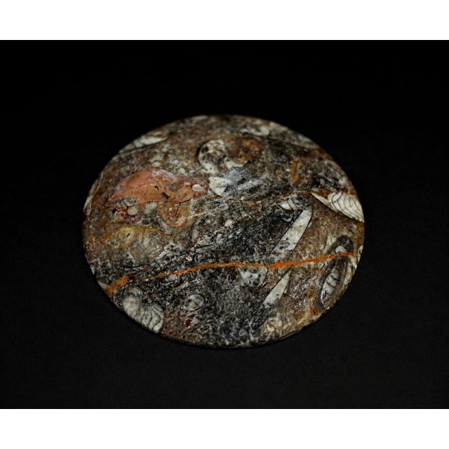 Pair Ammonite Plates Fossil Millions Years Natural Finely Crafted For Sale - Image 13 of 13