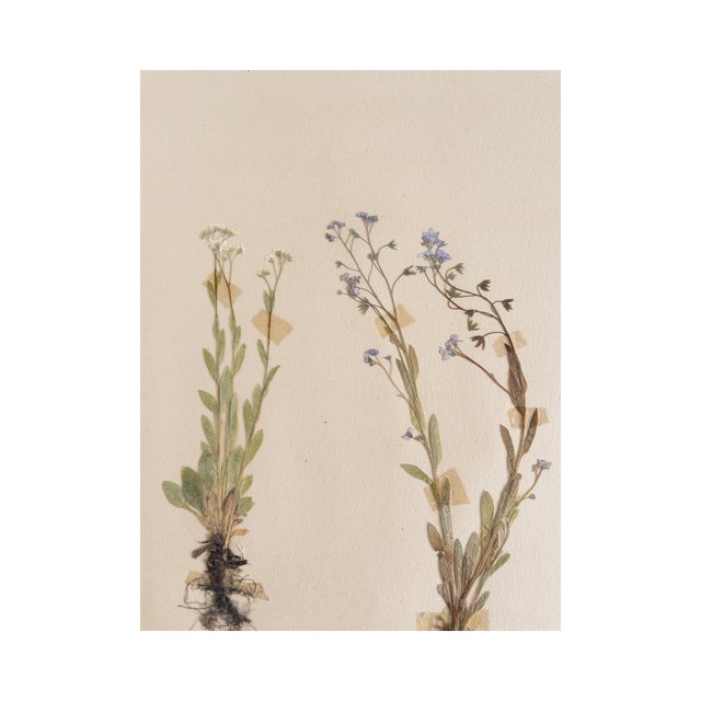 Rustic European Vintage Swedish Herbarium - Forget Me Not, Circa 1953 For Sale - Image 3 of 4