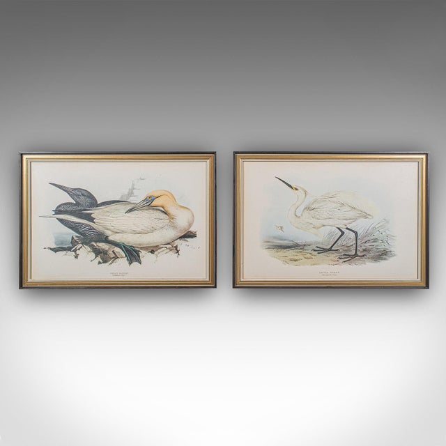 This is a pair of antique bird prints. An English, framed nature study, dating to the Edwardian period, circa 1910....