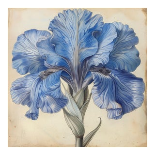 Blue Iris No. 1 – Antique Botanical Fine Art Print For Sale