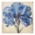 Blue Iris No. 1 – Antique Botanical Fine Art Print For Sale