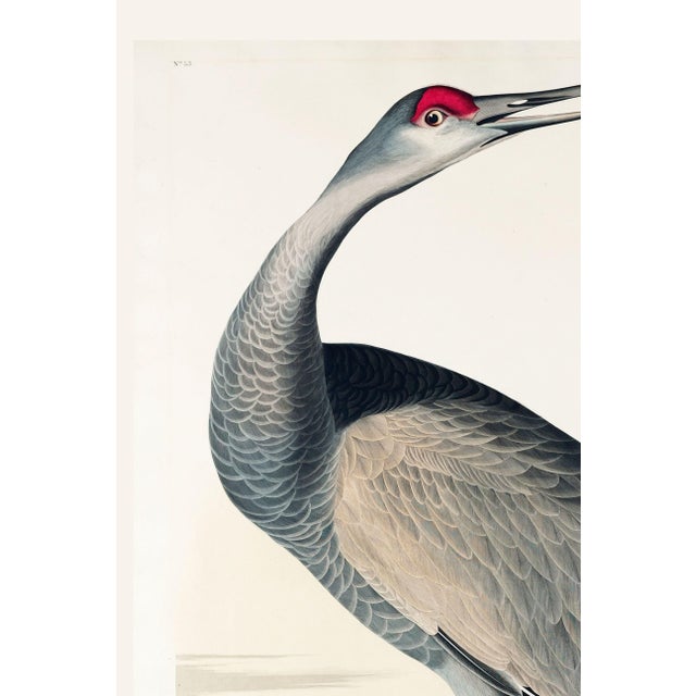 Illustration Whooping Crane, Vintage Art Print Reproduction From Birds of America by John James Audubon, 16" X 24" For Sale - Image 3 of 8