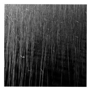 Paul Cooklin, Water Reeds III, Edition of 50 For Sale