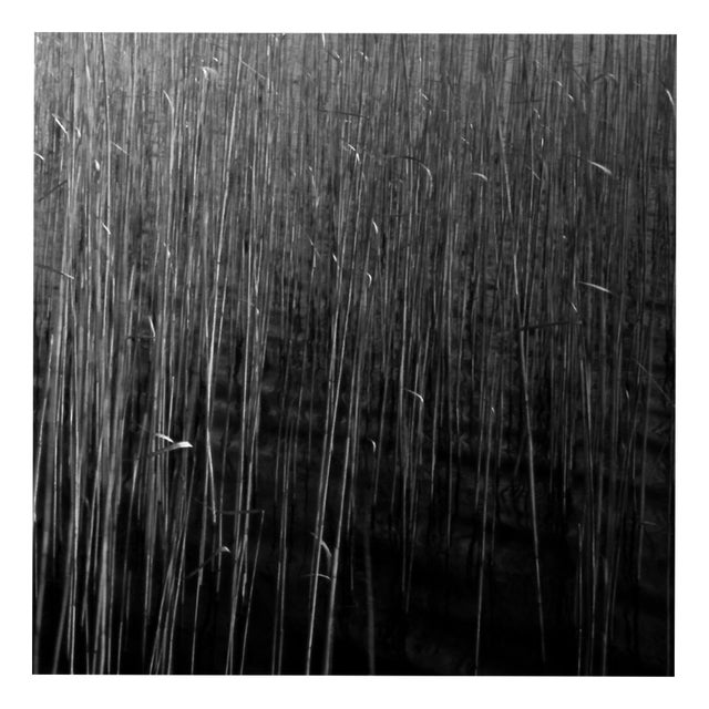 Paul Cooklin, Water Reeds III, Edition of 50 For Sale