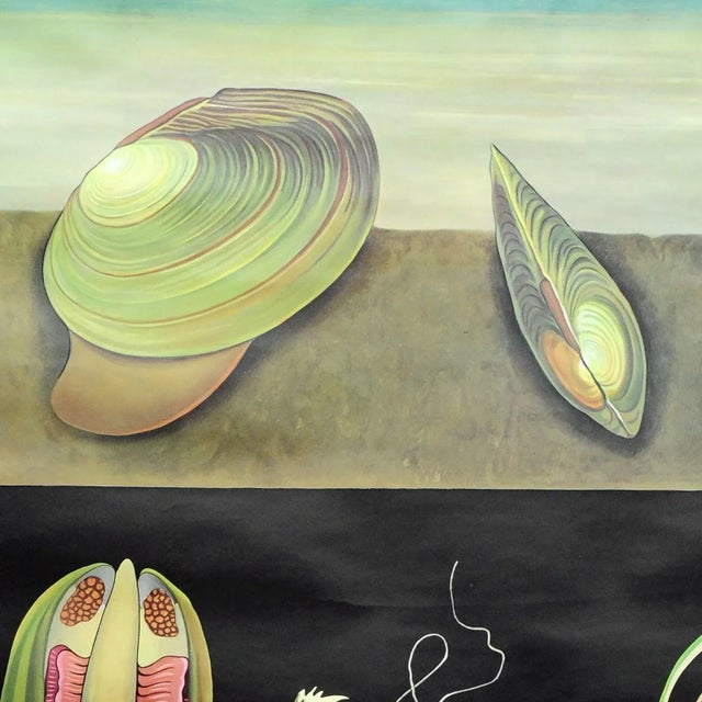 The vintage country life pull-down wall chart by Jung-Koch-Quentell is depicting a duck mussel, (Anodonta anatina,...