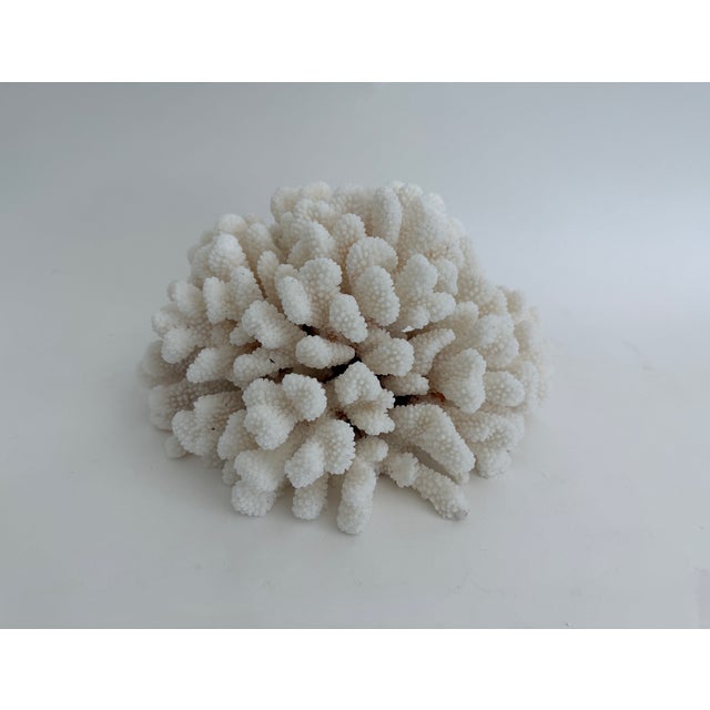 Chinoiserie Large Natural Cluster Coral Specimen Coastal Decor For Sale - Image 3 of 6
