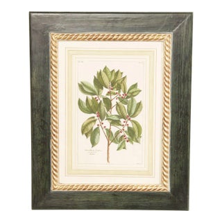 Botanical Illustration Foliate Berry Colored Engraving, Custom Framed For Sale
