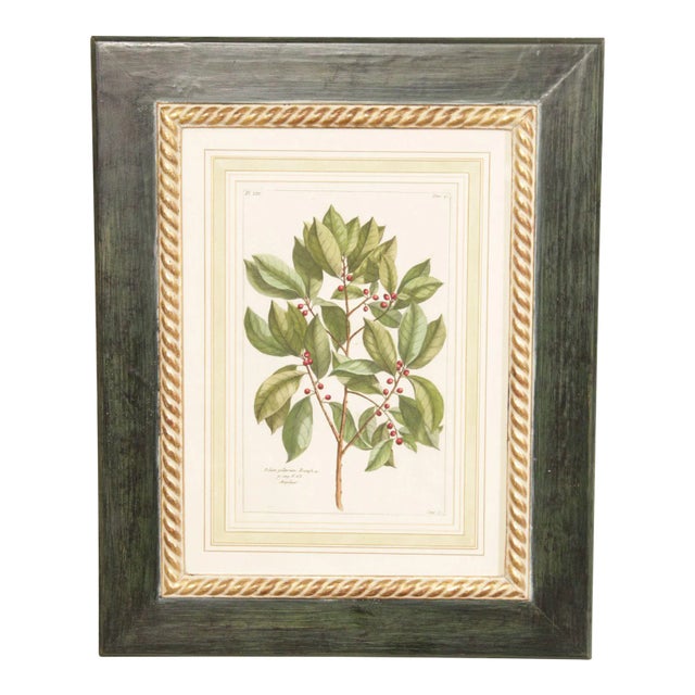Botanical Illustration Foliate Berry Colored Engraving, Custom Framed For Sale