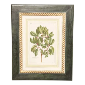 Botanical Illustration Foliate Berry Colored Engraving, Custom Framed
