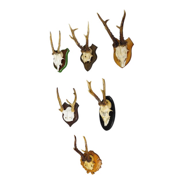 Set of Six Black Forest Roe Deer Trophies on Wooden Plaques - Germany For Sale