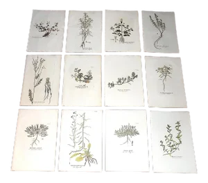 Antique 18th Century Imperial Folio Joseph Plenck Botanical Copperplate Engravings-Botanicals - Set of 12