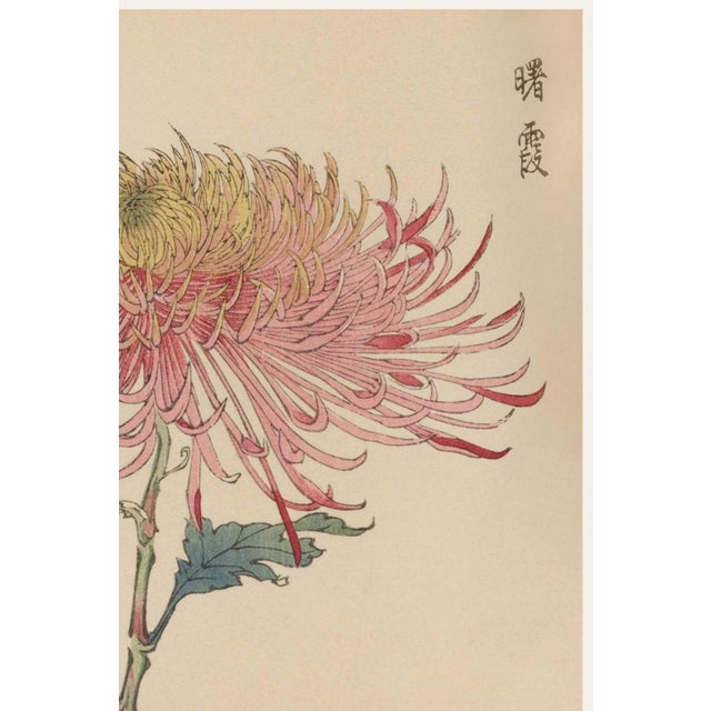 Japanese Japanese Spider Mum by Hasegawa, Vintage Botanical Art Print, 40" X 60" For Sale - Image 3 of 9