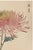 Japanese Japanese Spider Mum by Hasegawa, Vintage Botanical Art Print, 40" X 60" For Sale - Image 3 of 9