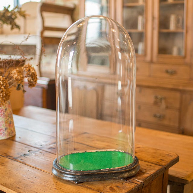 Victorian 1900's Large Antique Botany Display Dome For Sale - Image 3 of 10