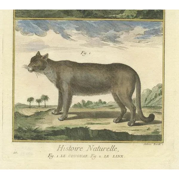 Diderot, Puma and Lynx, 1774, Print For Sale - Image 4 of 5