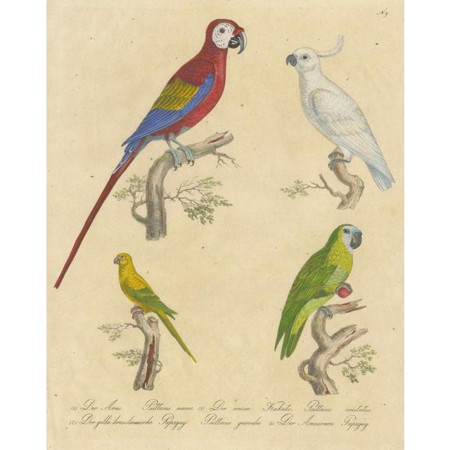 Brodtmann, Macaw, Cockatoo & Amazon Parrots, 1816, Lithograph For Sale - Image 3 of 10