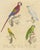Brodtmann, Macaw, Cockatoo & Amazon Parrots, 1816, Lithograph For Sale - Image 3 of 10