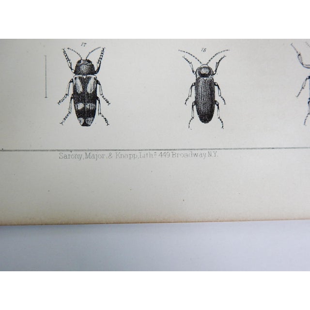 Gothic Mid 19th Century Us Pacifc Railroad Insect Beetle Lithograph Book Plate - A Pair For Sale - Image 3 of 5
