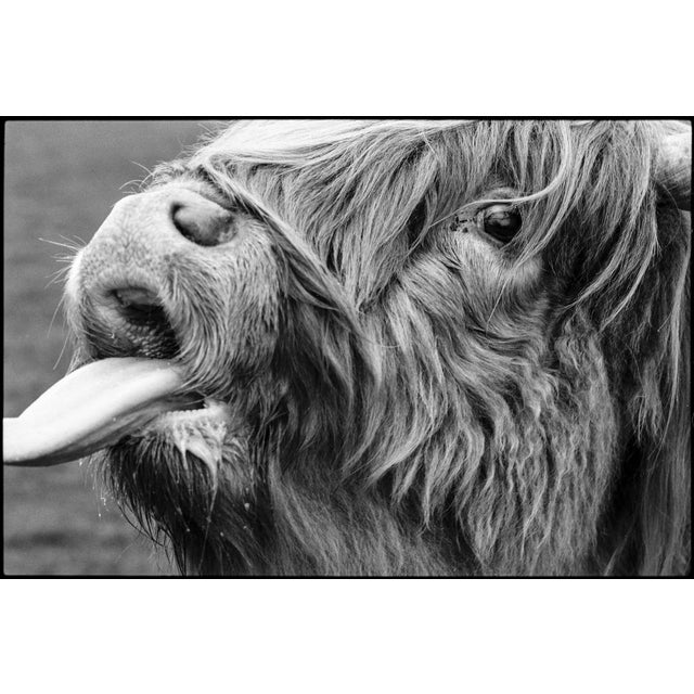 Not Yet Made - Made To Order Paul Cooklin, Highland Cattle, Edition of 50 For Sale - Image 5 of 5