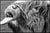Not Yet Made - Made To Order Paul Cooklin, Highland Cattle, Edition of 50 For Sale - Image 5 of 5