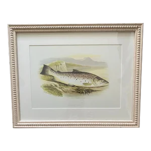 1980s Contemporary Framed Print of the Great Lake Trout by A.F.Lyndon