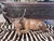 African Mid 20th Century Carved African Antelope For Sale - Image 3 of 3