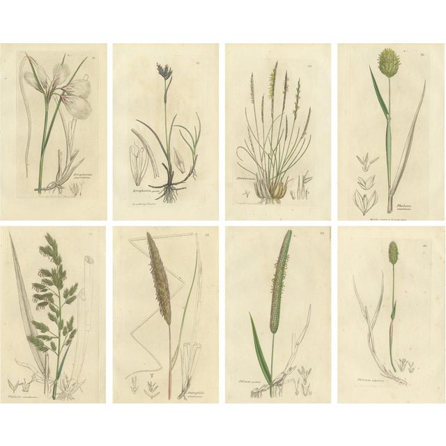 After James Sowerby, Botanical Illustrations of Cottongrass and Coastal Grasses, 1830s, Engravings, Set of 8 For Sale - Image 10 of 10