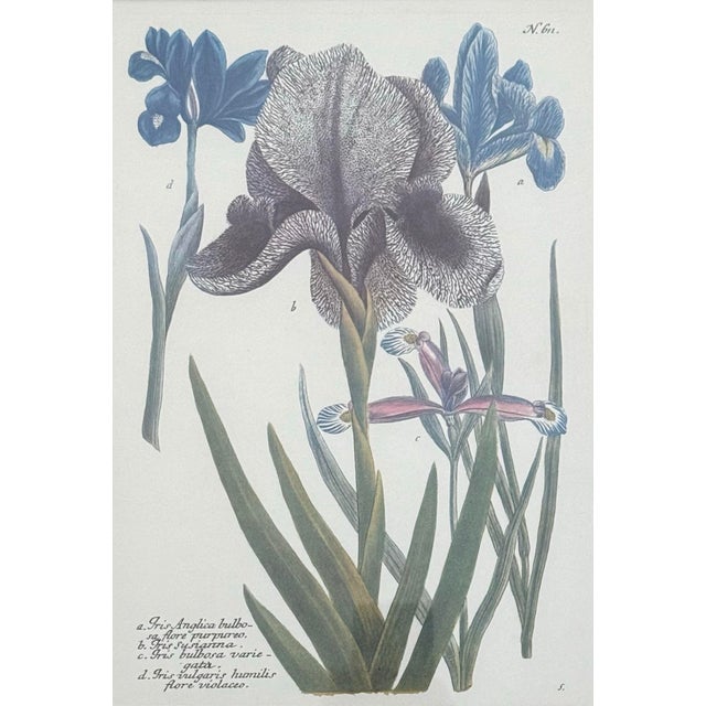 Contemporary Vintage Iris Botanical Prints in Gold Frames, a Pair For Sale - Image 3 of 8