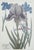 Contemporary Vintage Iris Botanical Prints in Gold Frames, a Pair For Sale - Image 3 of 8