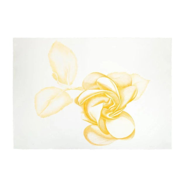 Yellow Rose is a beautiful original black and white etching on paper, realized by the Italian artist Giacomo Porzano...