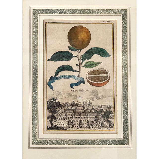 Pair of Johann Christoph Volckamer, Nurenberg Citrus and Ribbon Botanical Hand Colored Lithographs in Custom Marbled Paper...