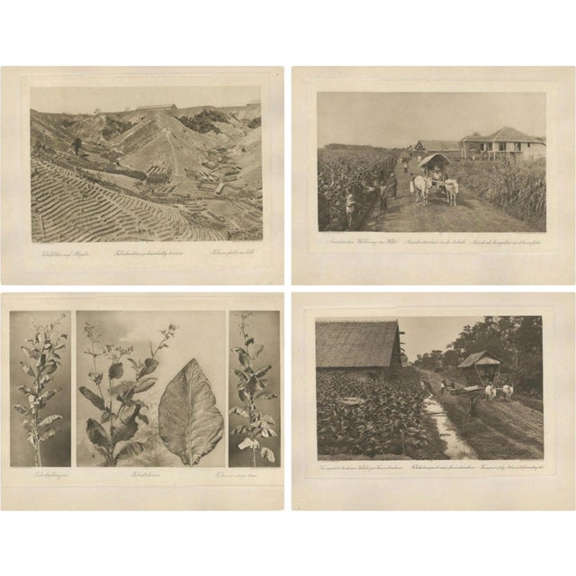 C.J. Kleingrothe, Photogravures of the Tobacco Industry, 1910, Paper, Set of 4 For Sale