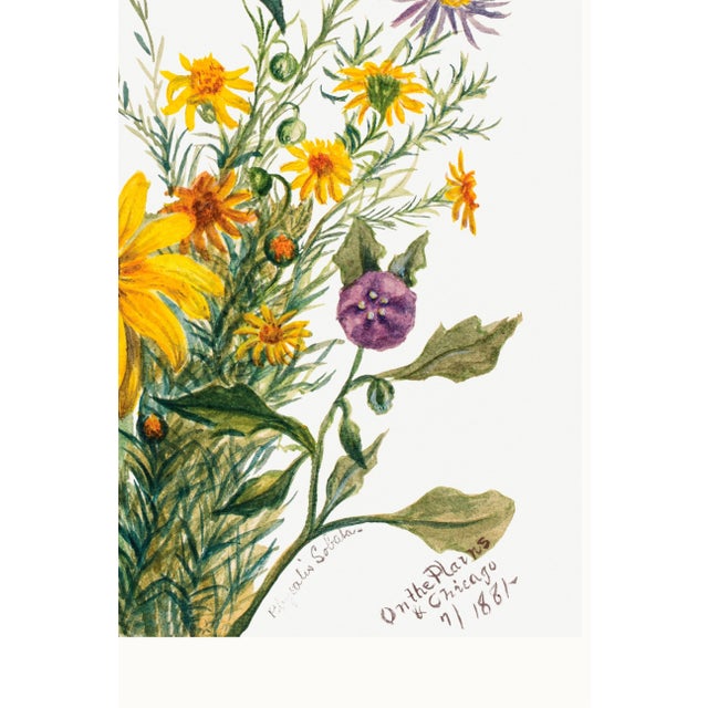 Vintage Wildflowers Study, Botanical Art Print Reproduction, 20" X 30" For Sale - Image 9 of 9