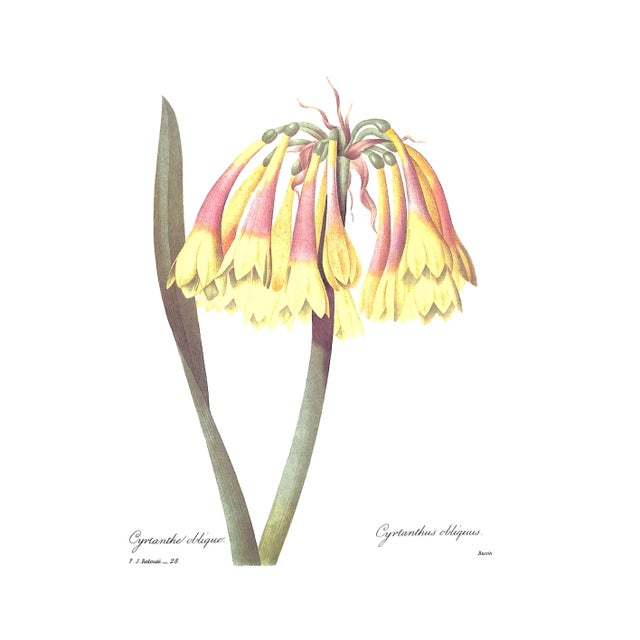 "Pierre Joseph Redoute the Most Beautiful Flowers" 1991 Redoute, Pierre Joseph For Sale - Image 9 of 12