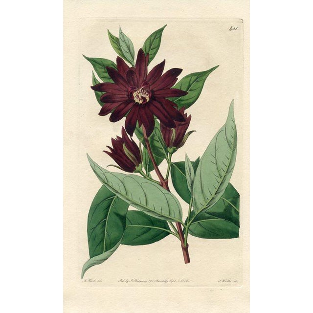 Original early-1800s hand colored engraving that appeared in "The Botanical Register", a British horticultural journal...