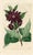 Original early-1800s hand colored engraving that appeared in "The Botanical Register", a British horticultural journal...