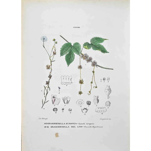 Lithograph hand watercolored. Plate from "Atlante di Botanica popolare ossia Illustrazione di Piante Notevoli di ogni...