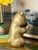 Metal Vintage Brass Bronze Lucky Bamboo Panda Statue Sculpture Figure For Sale - Image 7 of 12