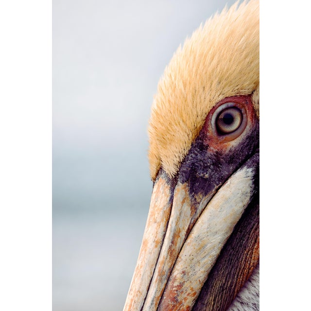 Coastal wildlife artwork featuring a detailed pelican portrait with rich texture and natural tonal contrast. The...