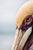 Coastal wildlife artwork featuring a detailed pelican portrait with rich texture and natural tonal contrast. The...