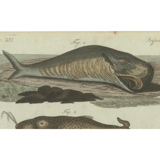 Bertuch, Sperm Whale and North Atlantic Whales, 1800, Engraving For Sale - Image 4 of 9