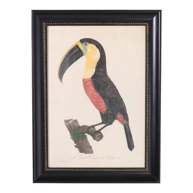 Antique Hand Colored Engraving of a Toucan by Jacques Barraband For Sale