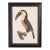 Antique Hand Colored Engraving of a Toucan by Jacques Barraband For Sale