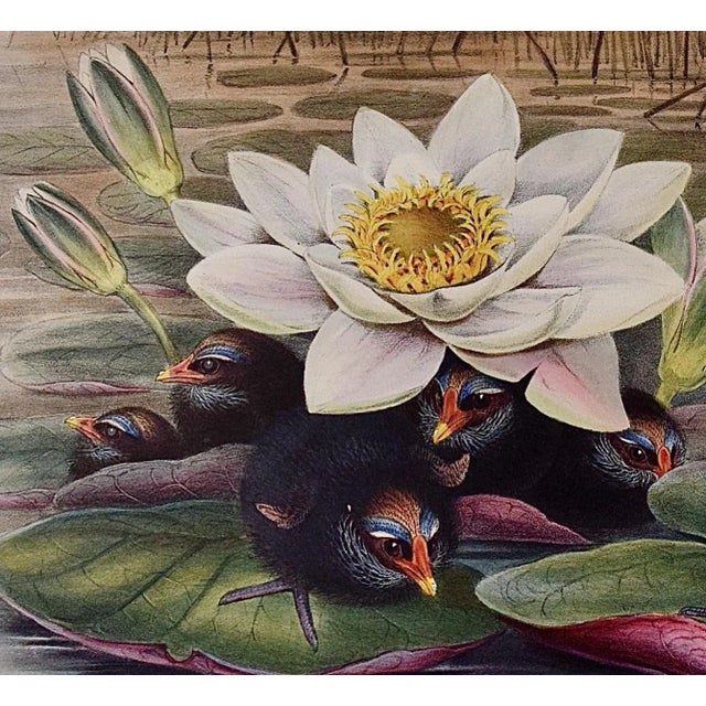 A Family of Moorhens & Lilly Pad: A 19th C. Hand-Colored Lithograph by John Gould and Henry Constantine Richter, 1862-1873 For Sale - Image 4 of 6