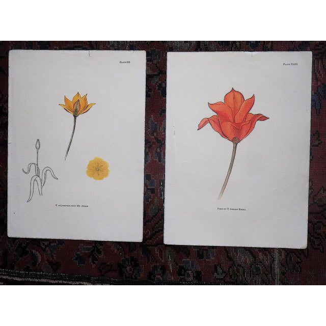 Realism Vintage Mid 20th Century Tulip Folio Size Lithographs - Set of 4 For Sale - Image 3 of 4