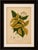 Gold Hoola van Nooten, White Birdcatcher Tree, 1880, Chromolithograph For Sale - Image 8 of 9