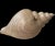Sarreid Ltd. Sarreid Large Carved Wood Conch Shell, Made in Spain For Sale - Image 4 of 11