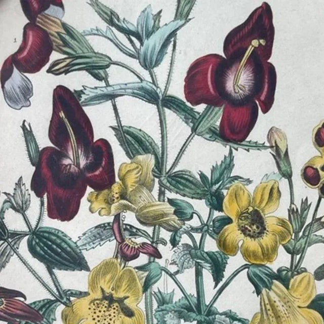 Circa 1840's Floral Antique Print Jane Loudon Hand-Colored Lithograph of Mimulus in 19th Cen Oval Frame A very special...